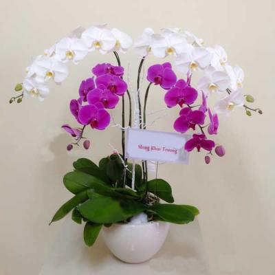 Cách xếp hoa lan hồ điệp vào chậu